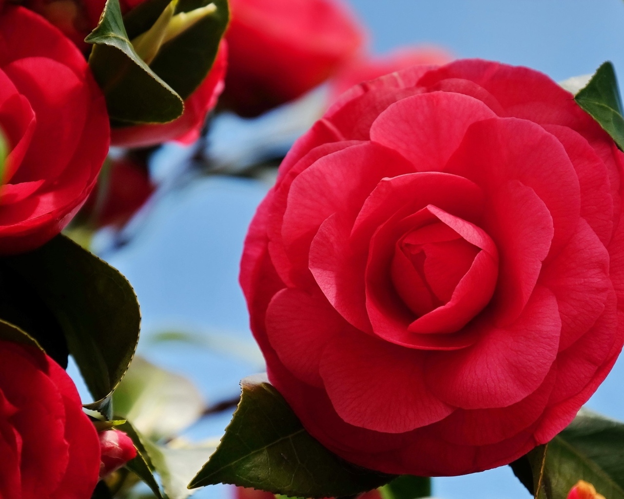 Красные цветы камелии крупным планом