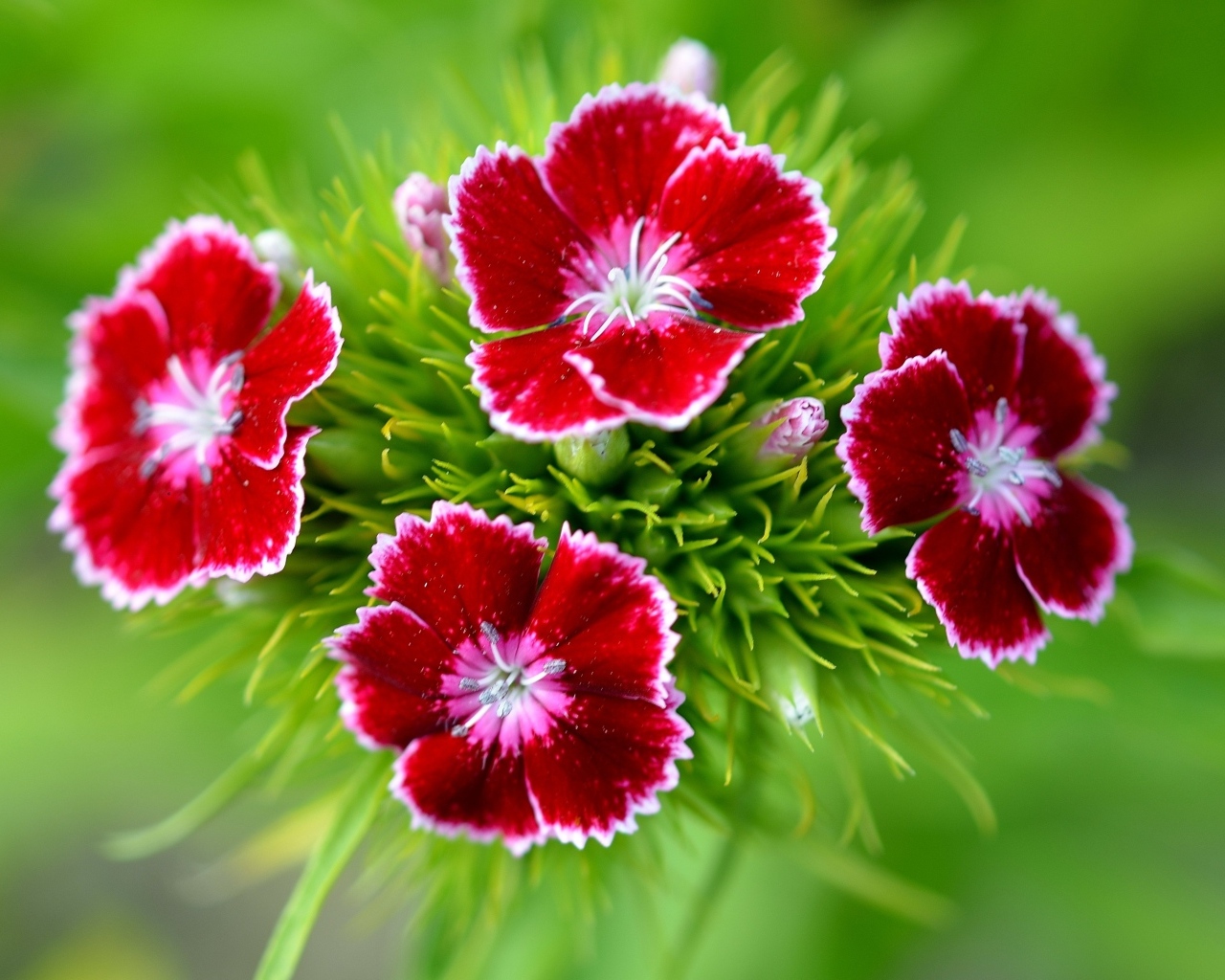 Красные цветы гвоздики крупным планом