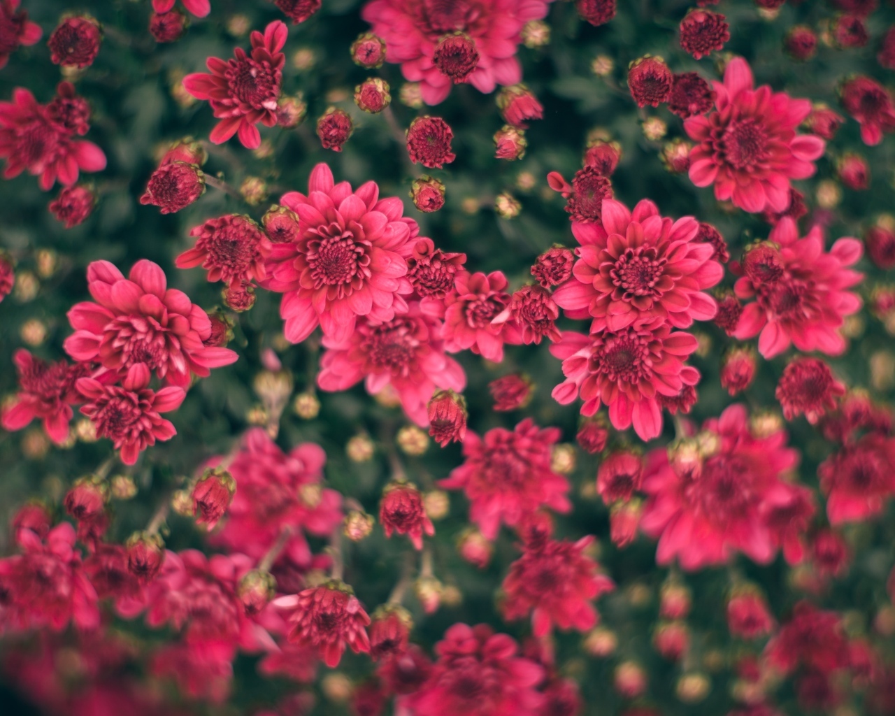 Красные хризантемы на клумбе вид сверху