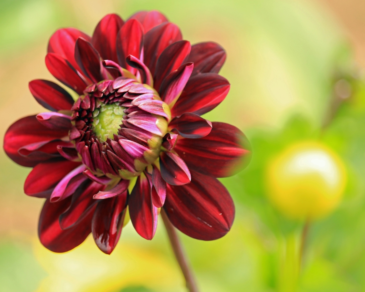 Красный цветок георгина крупным планом