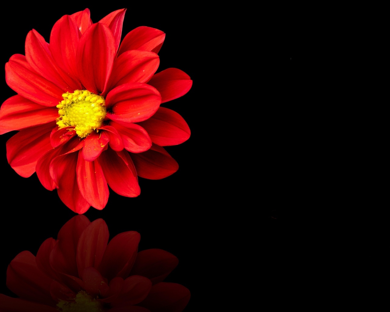 Красный цветок георгина на черном фоне