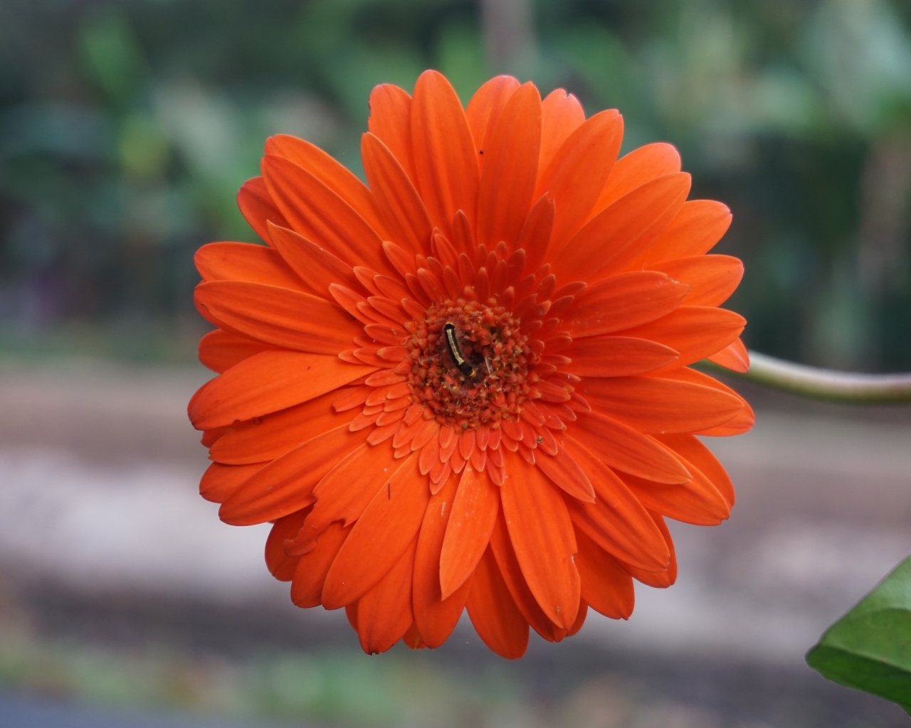 Красная нежная гербера с тонким стеблем