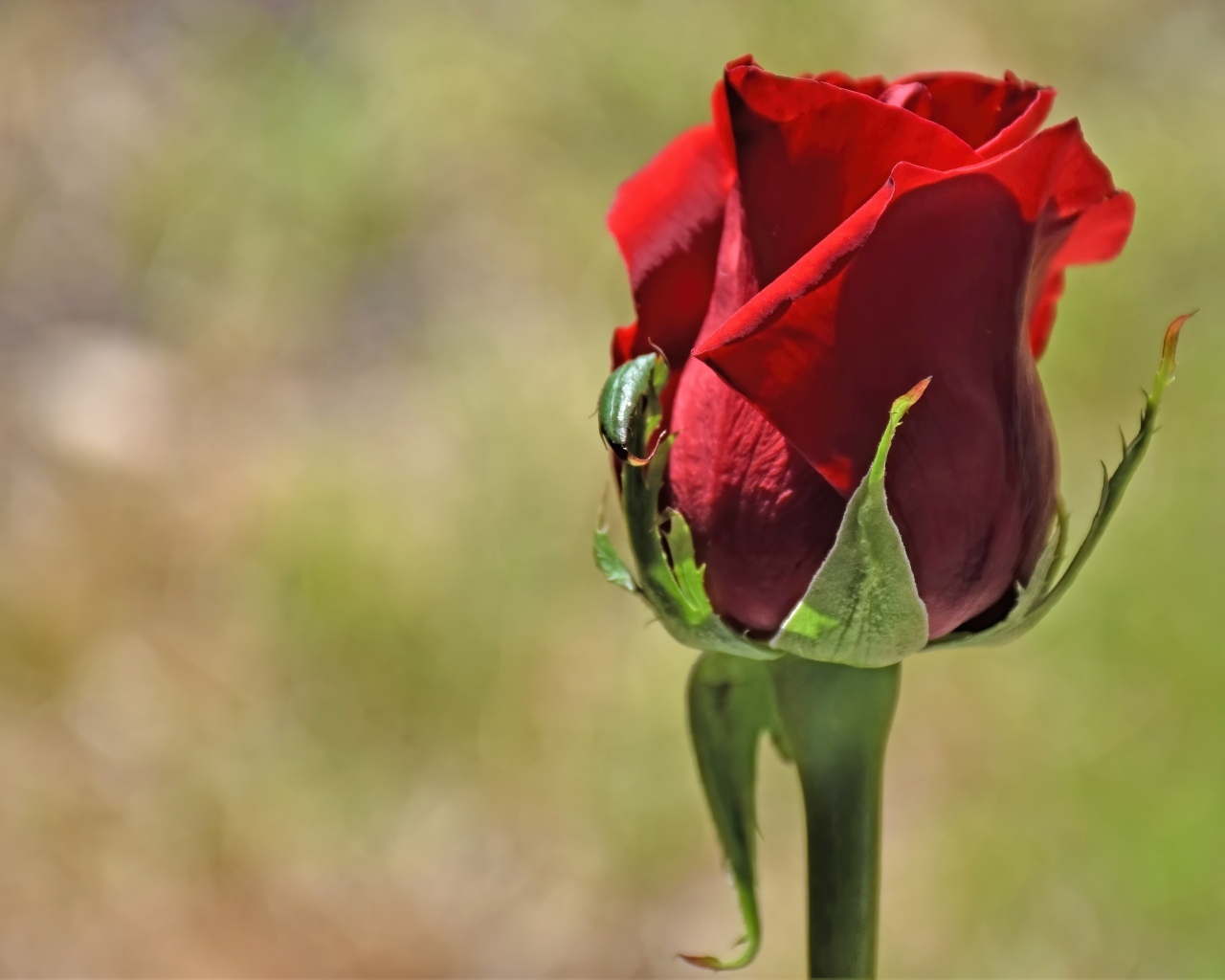 Красная английская роза крупным планом