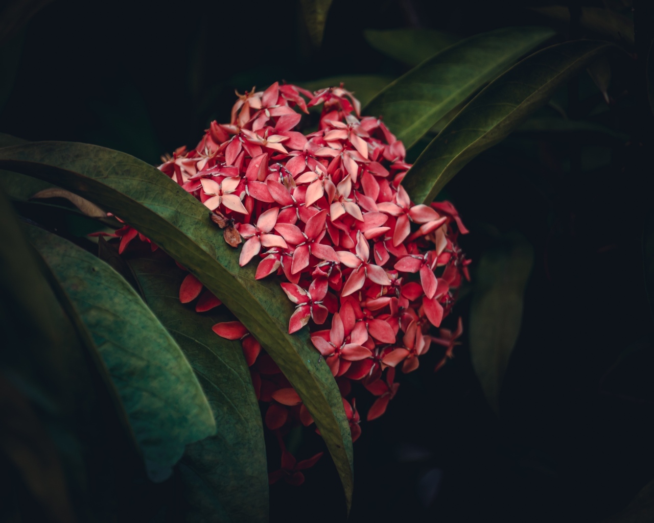 Красный экзотический цветок в зеленых листьях