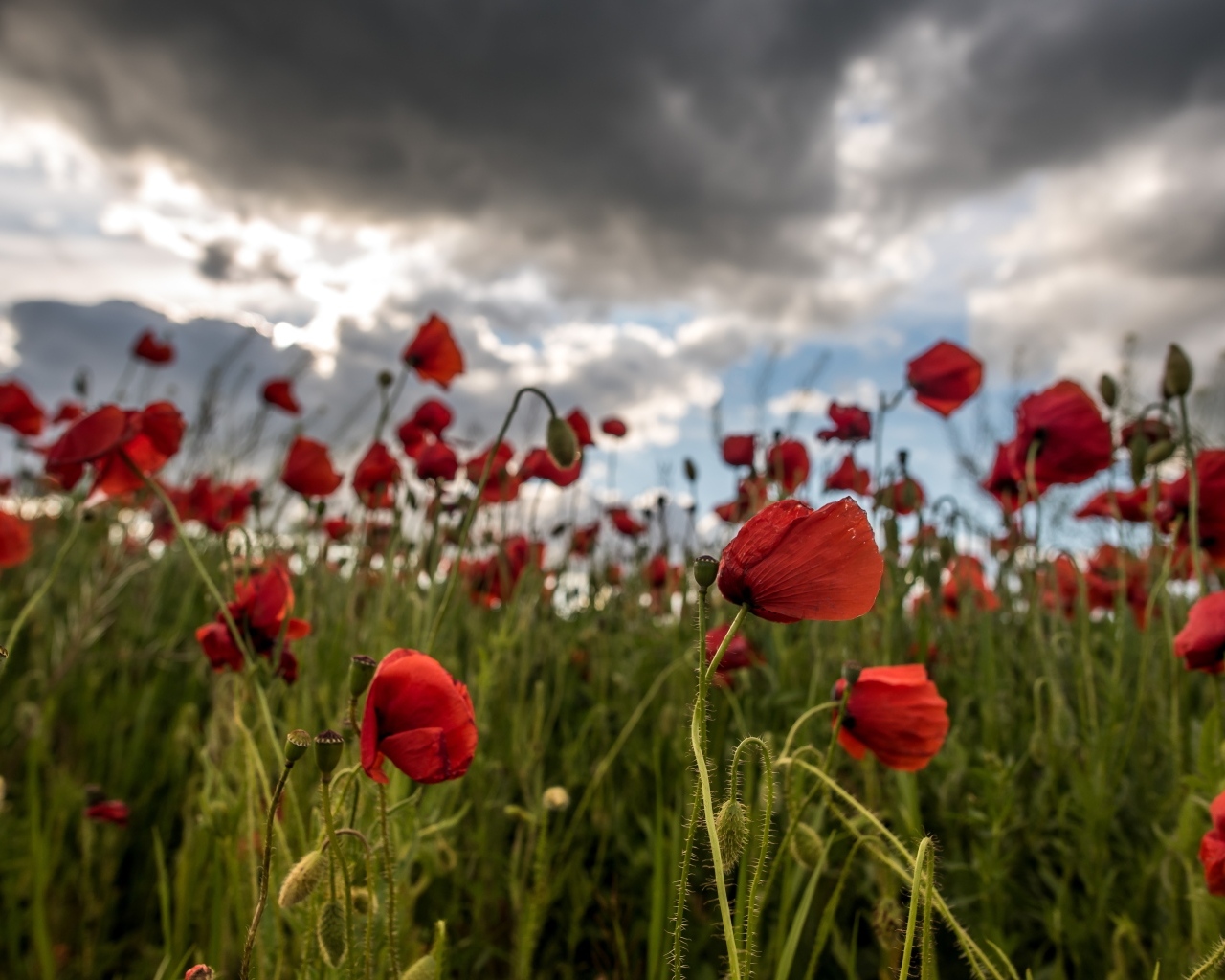 Красный полевой мак под грозовым небом