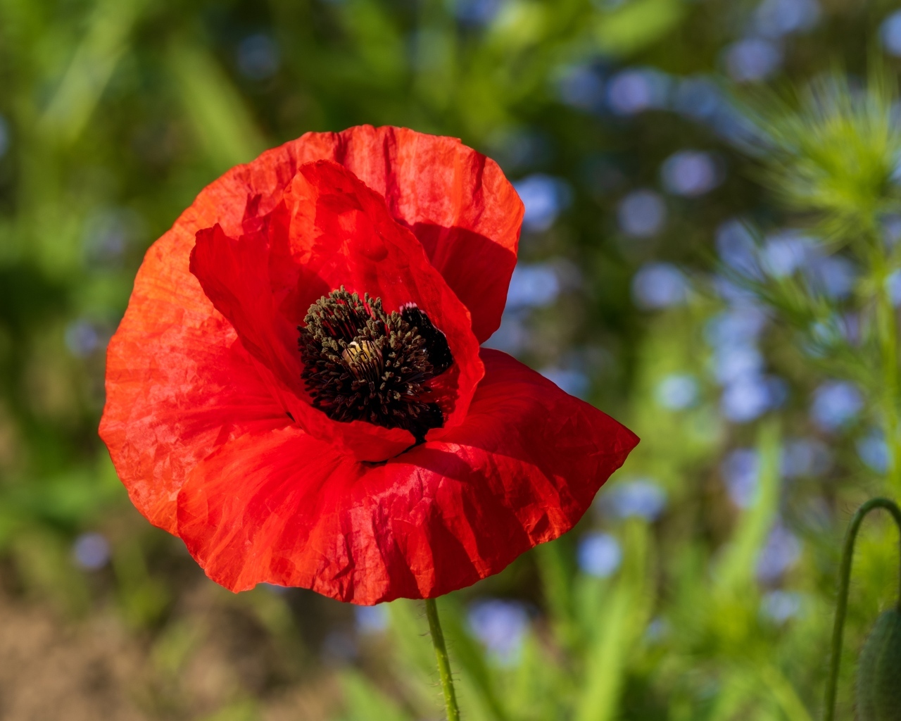 Красный полевой мак с черной серединкой