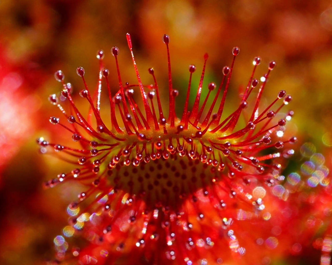 Красный цветок мухоловка