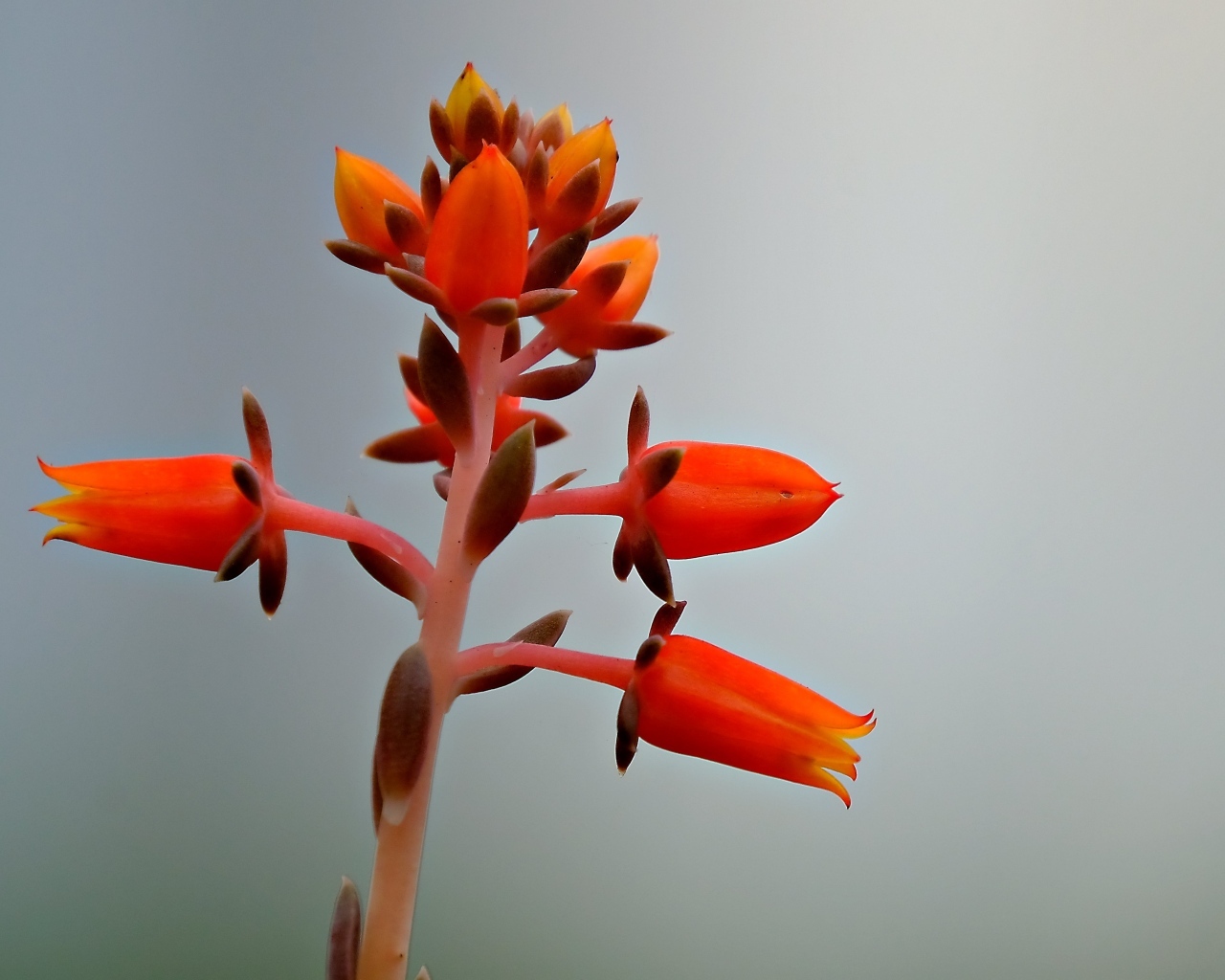 Красный цветок на сером фоне 