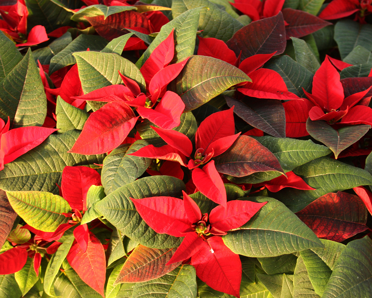 Красные цветы Молочай красивейший  с зелеными листьями