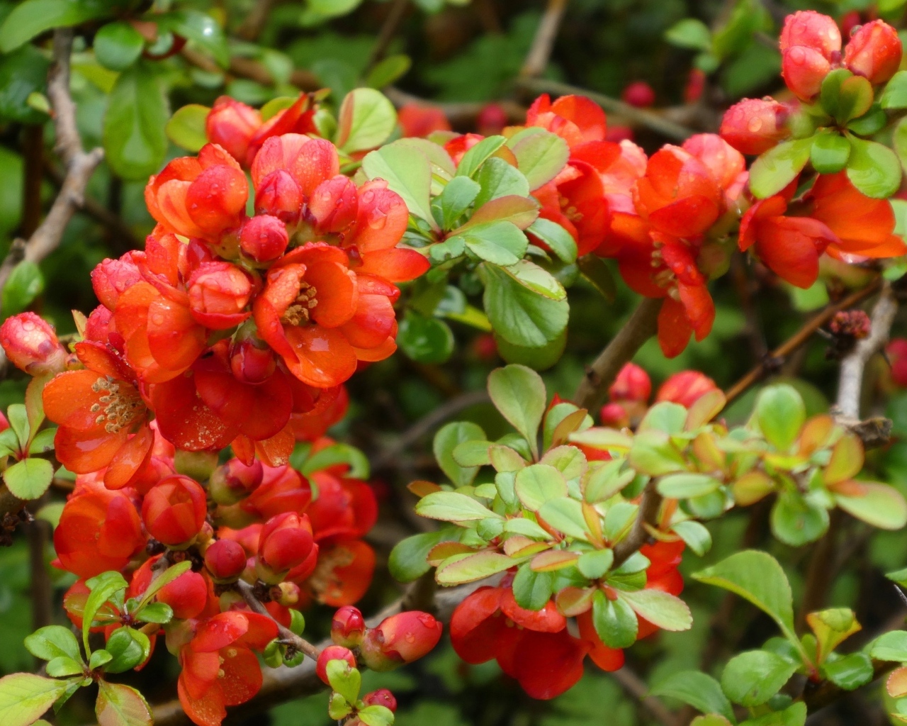 Красные цветы японской айвы на кустарнике