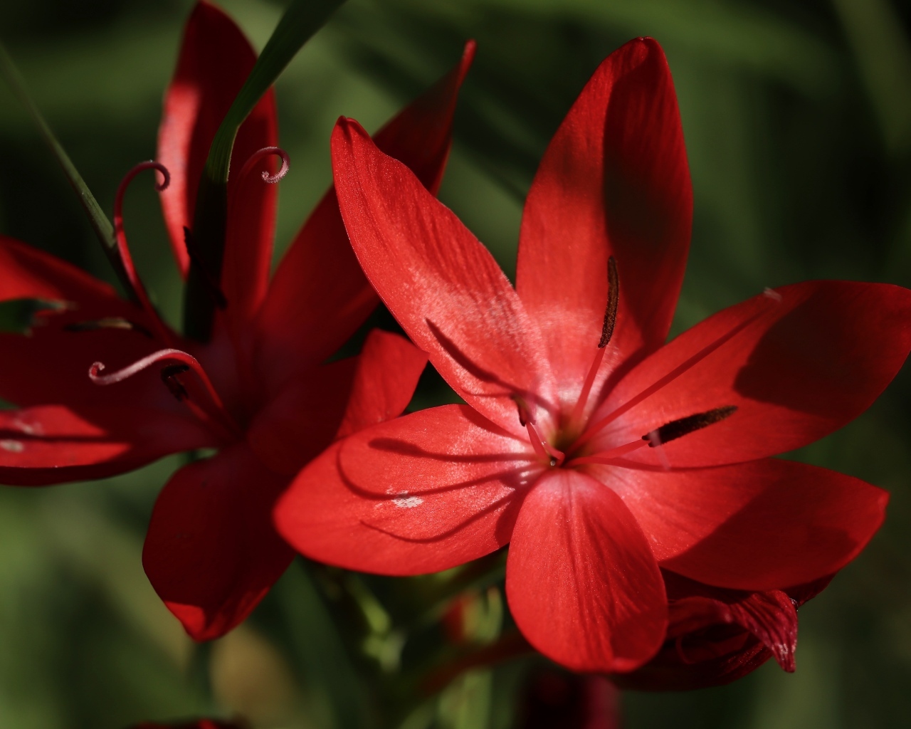 Красные цветы hesperantha семейства ирисовых