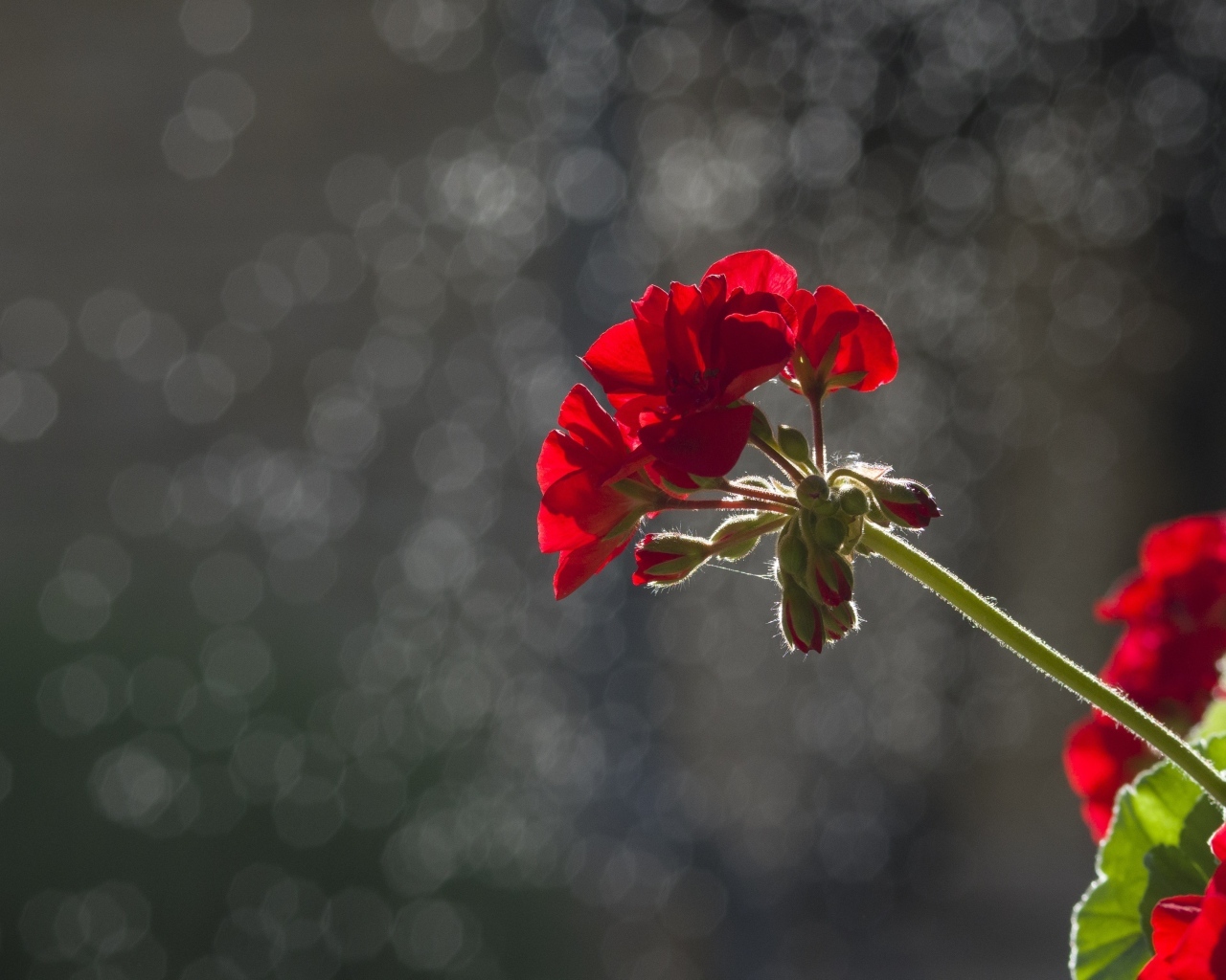 Красный цветок герани в лучах солнца
