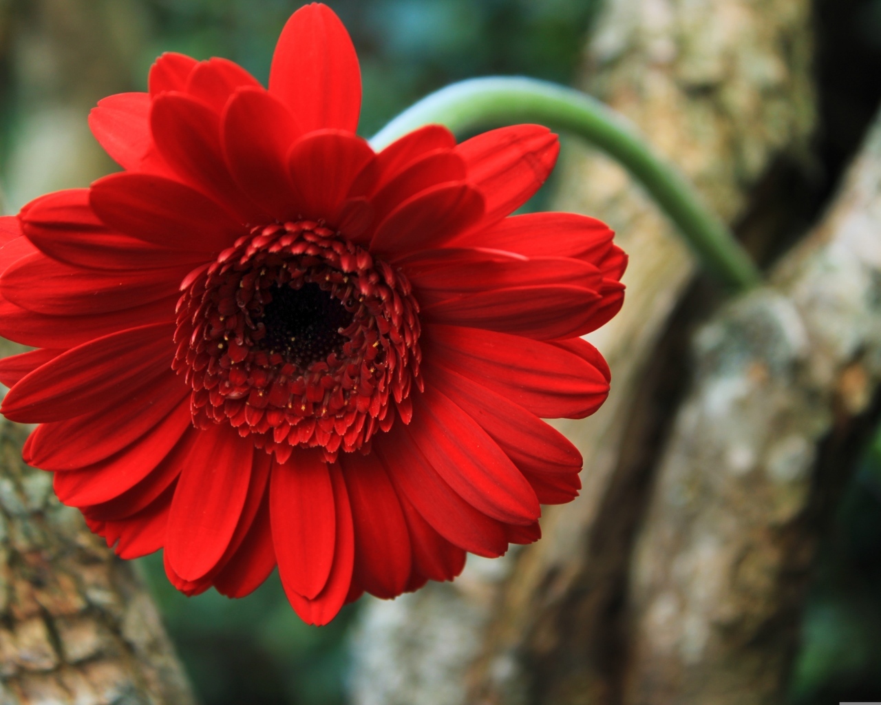 Красный цветок герберы на дереве