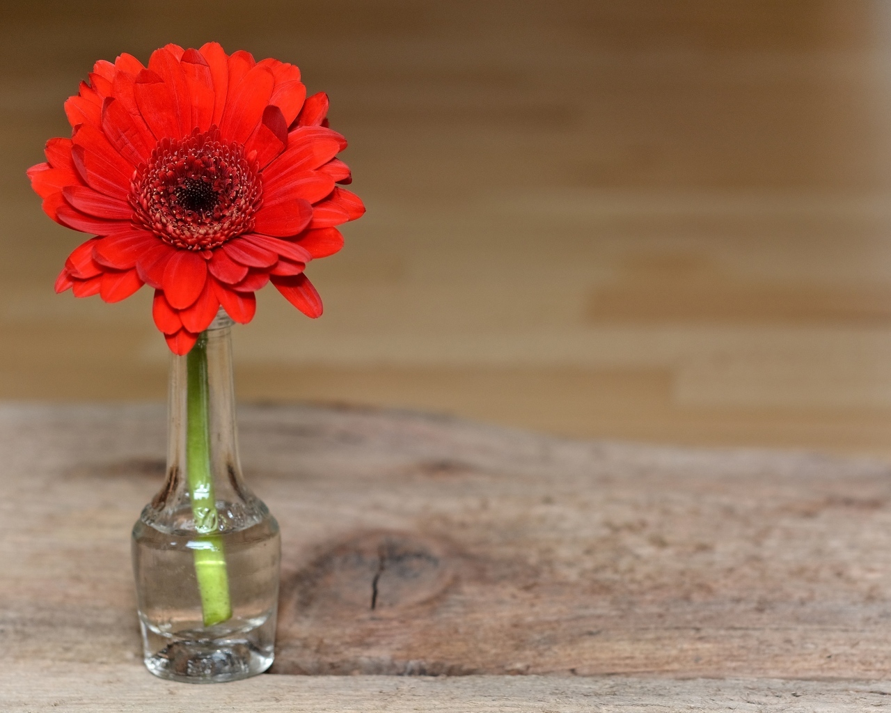 Красная гербера в стеклянной бутылке