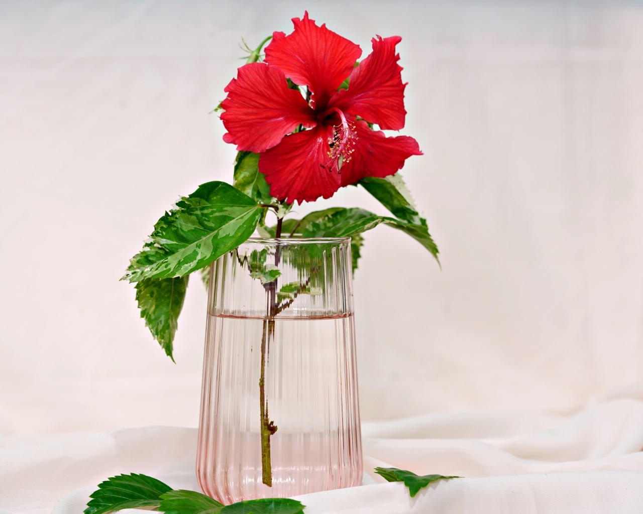 Красный цветок гибискуса в вазе на столе