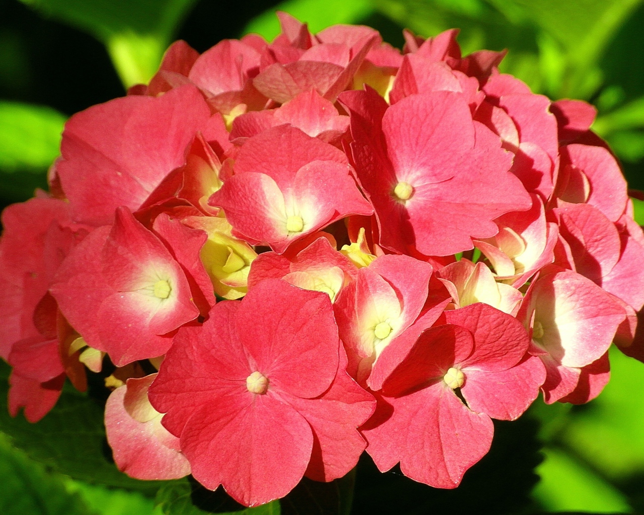 Красный цветок гортензии в лучах солнца