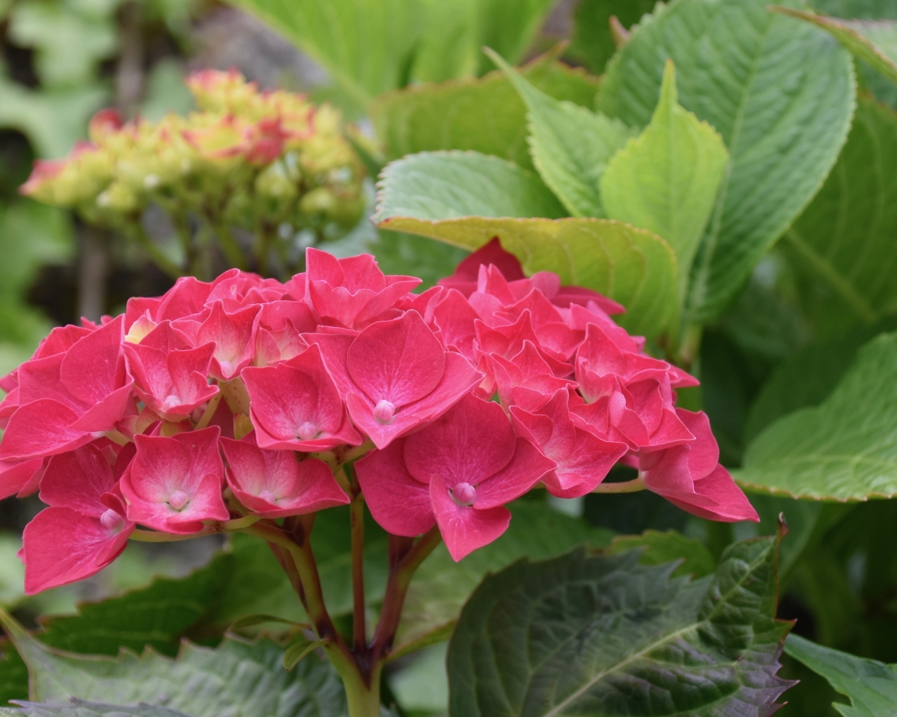 Красная гортензия с зелеными листьями в саду