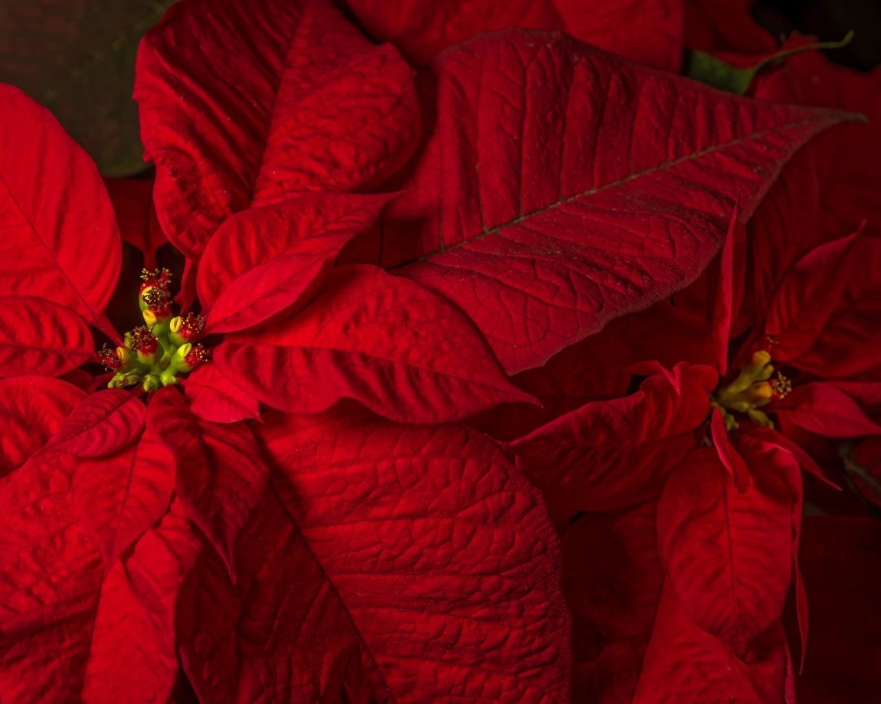 Красный комнатный цветок молочай