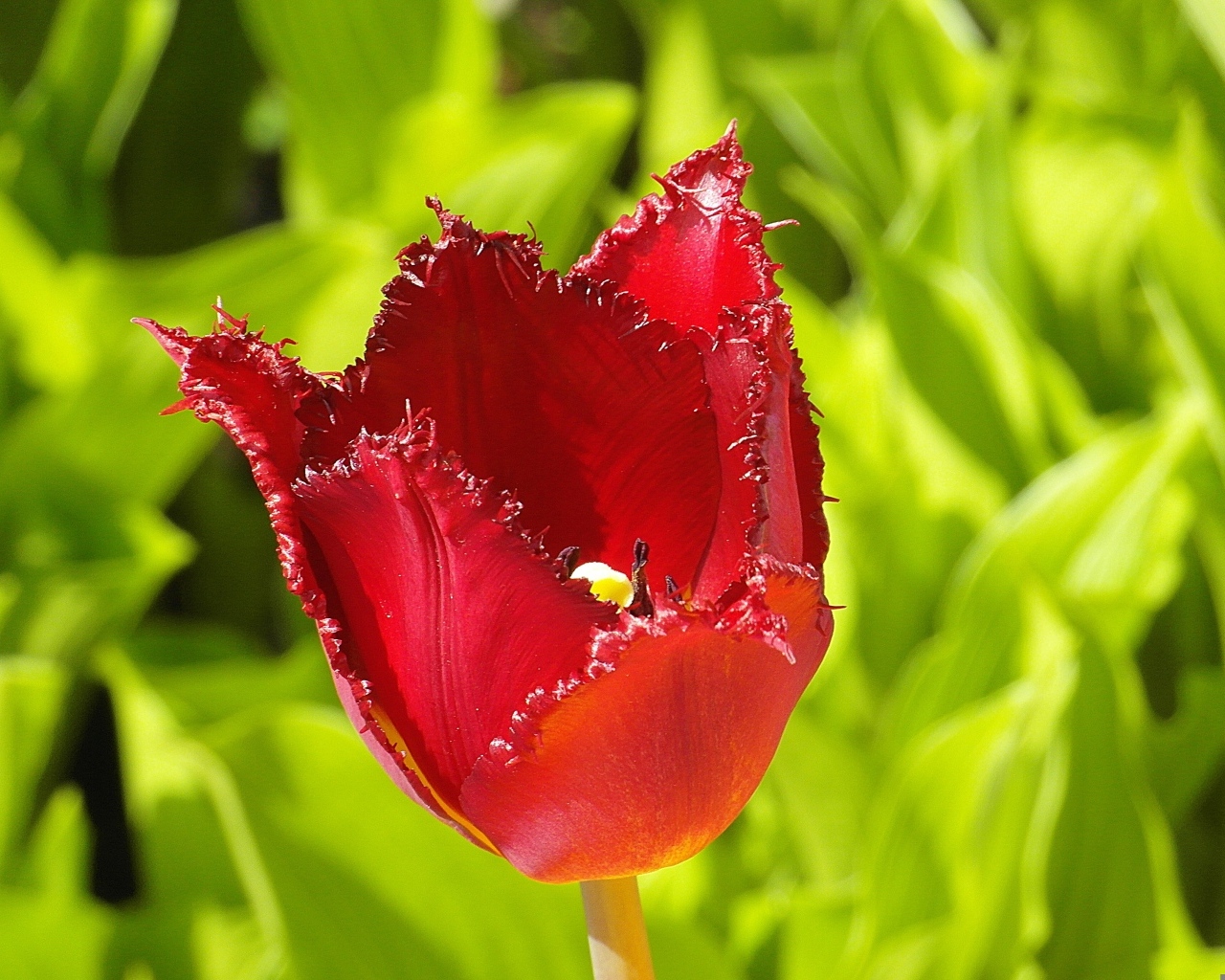 Красные зазубренные лепестки тюльпана