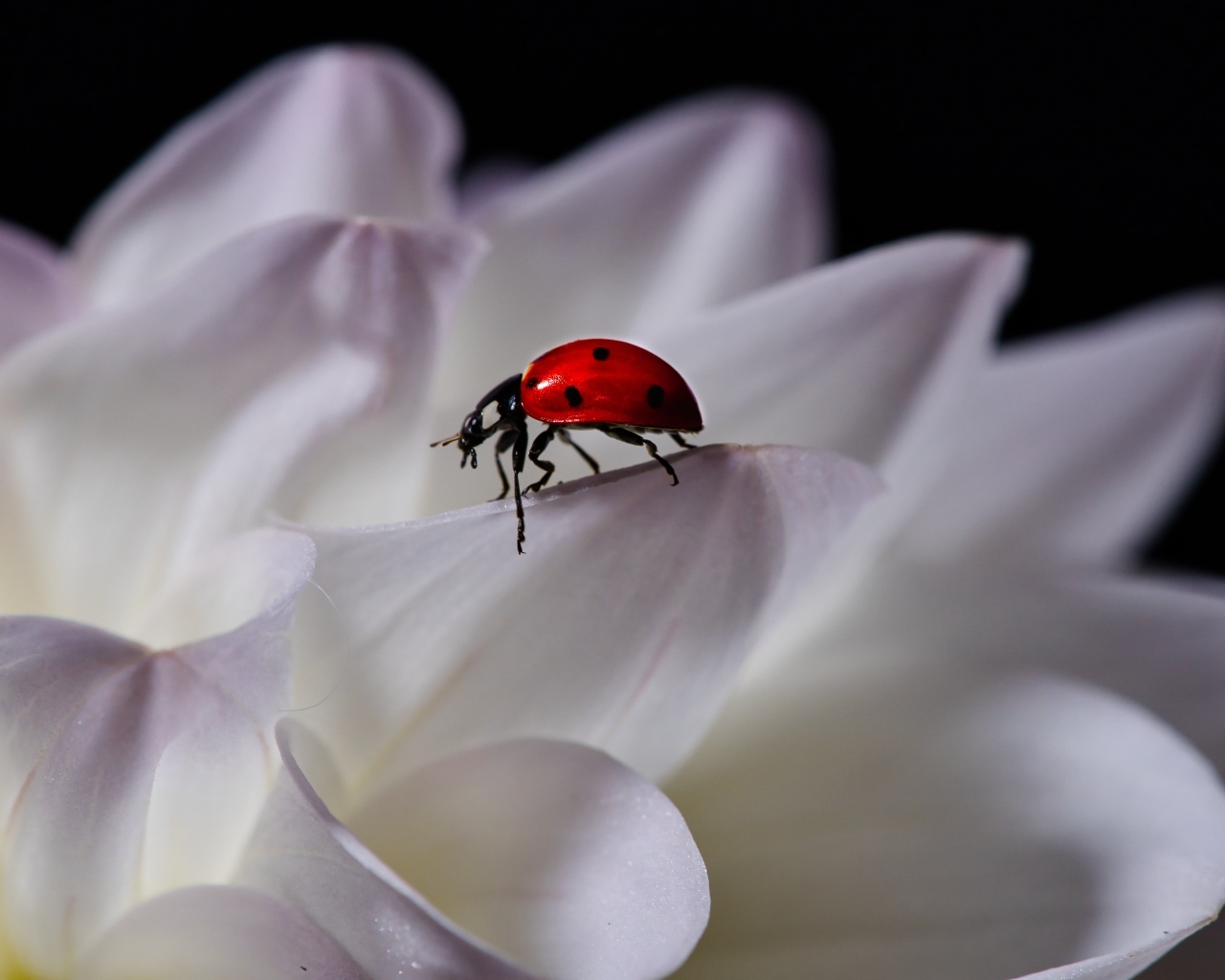 Красная божья коровка сидит на белом цветке георгина