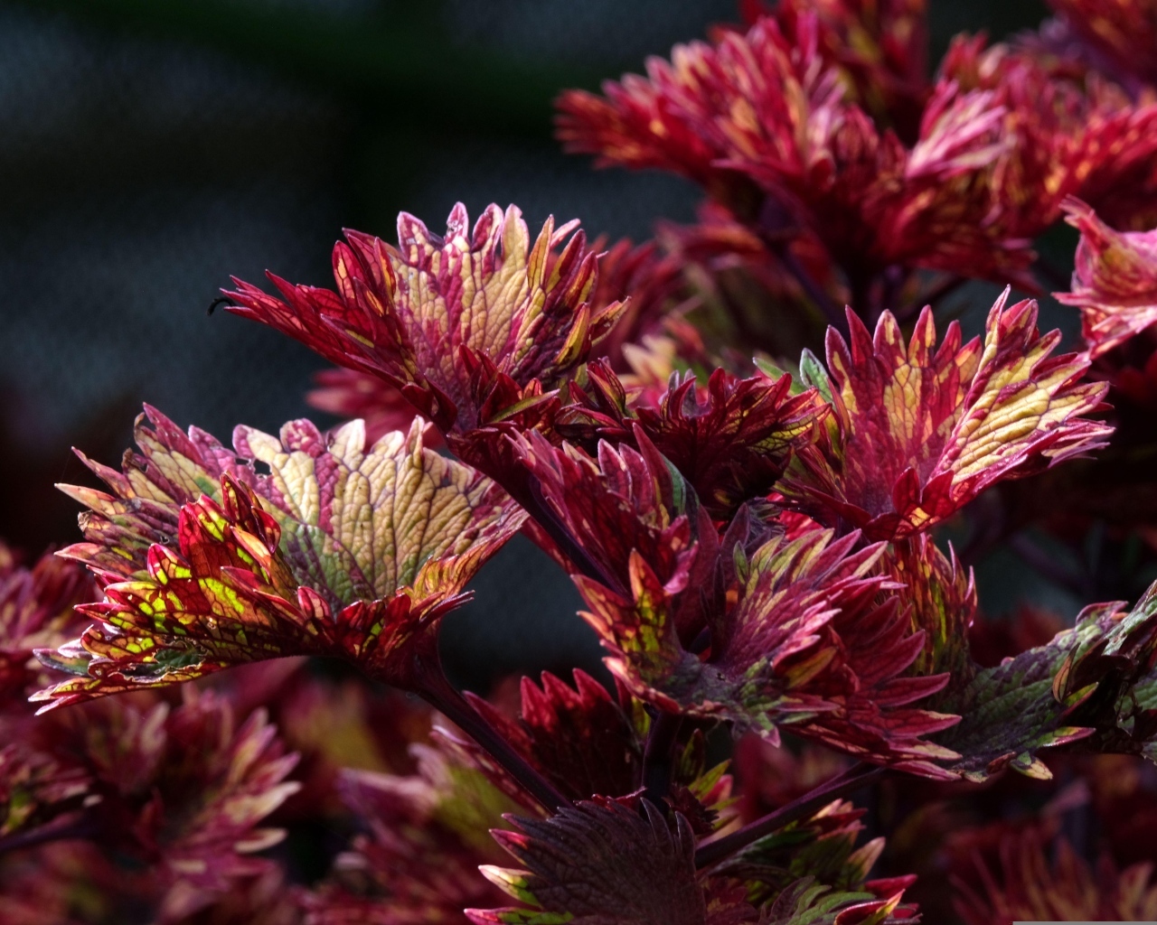 Красные листья цветка колеус