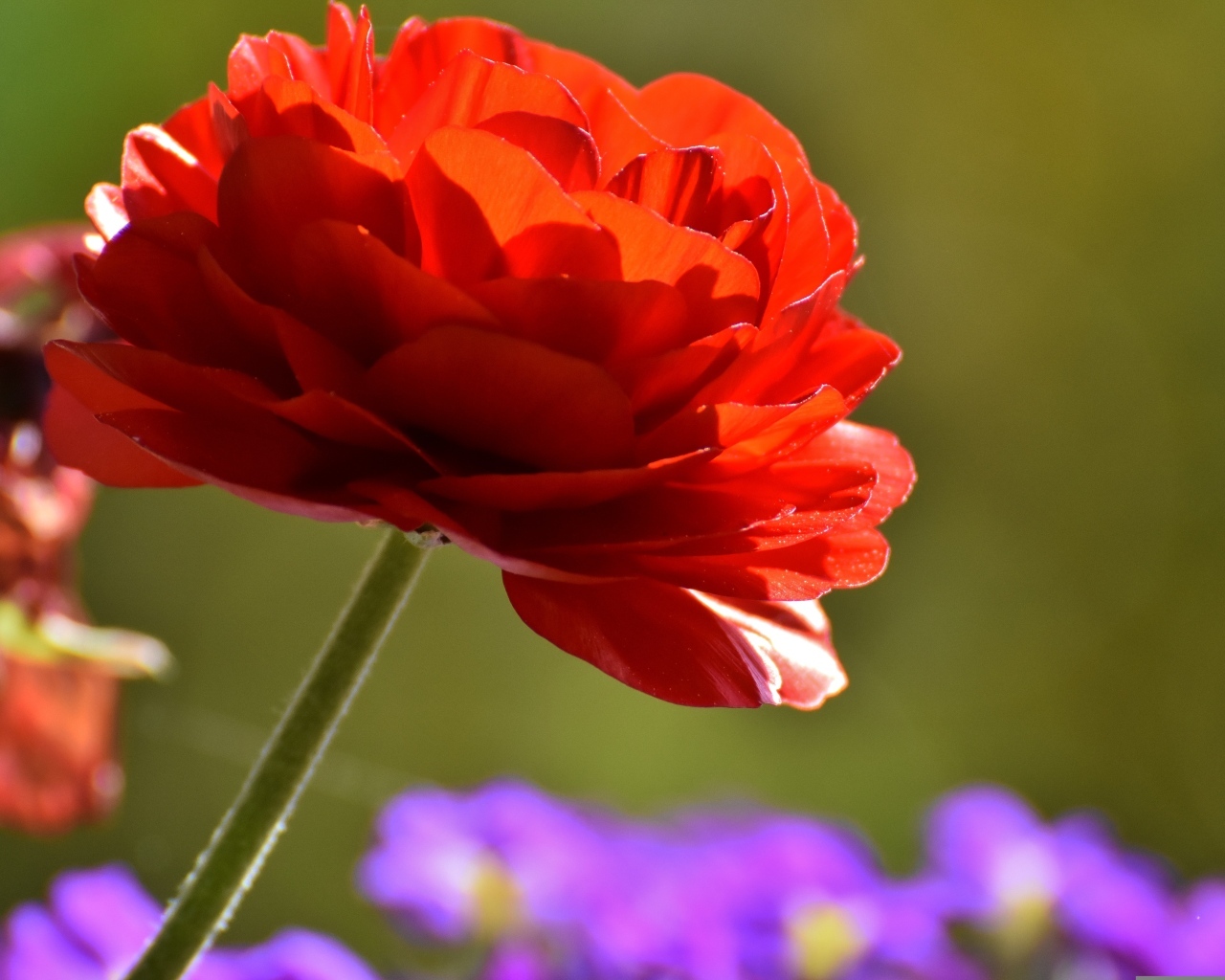 Красный пышный цветок лютика