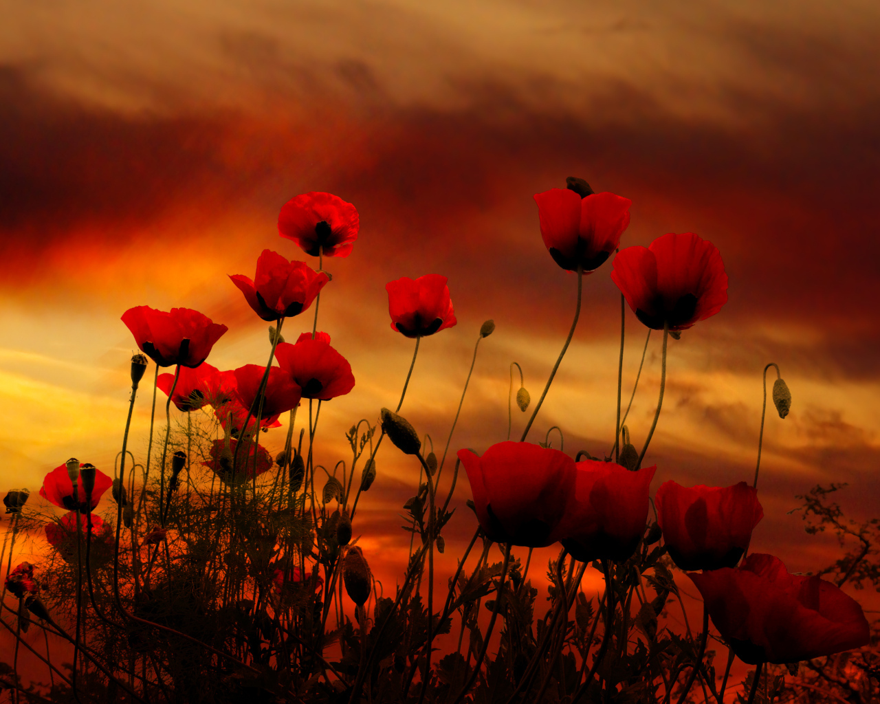 Красные маки на фоне неба на закате