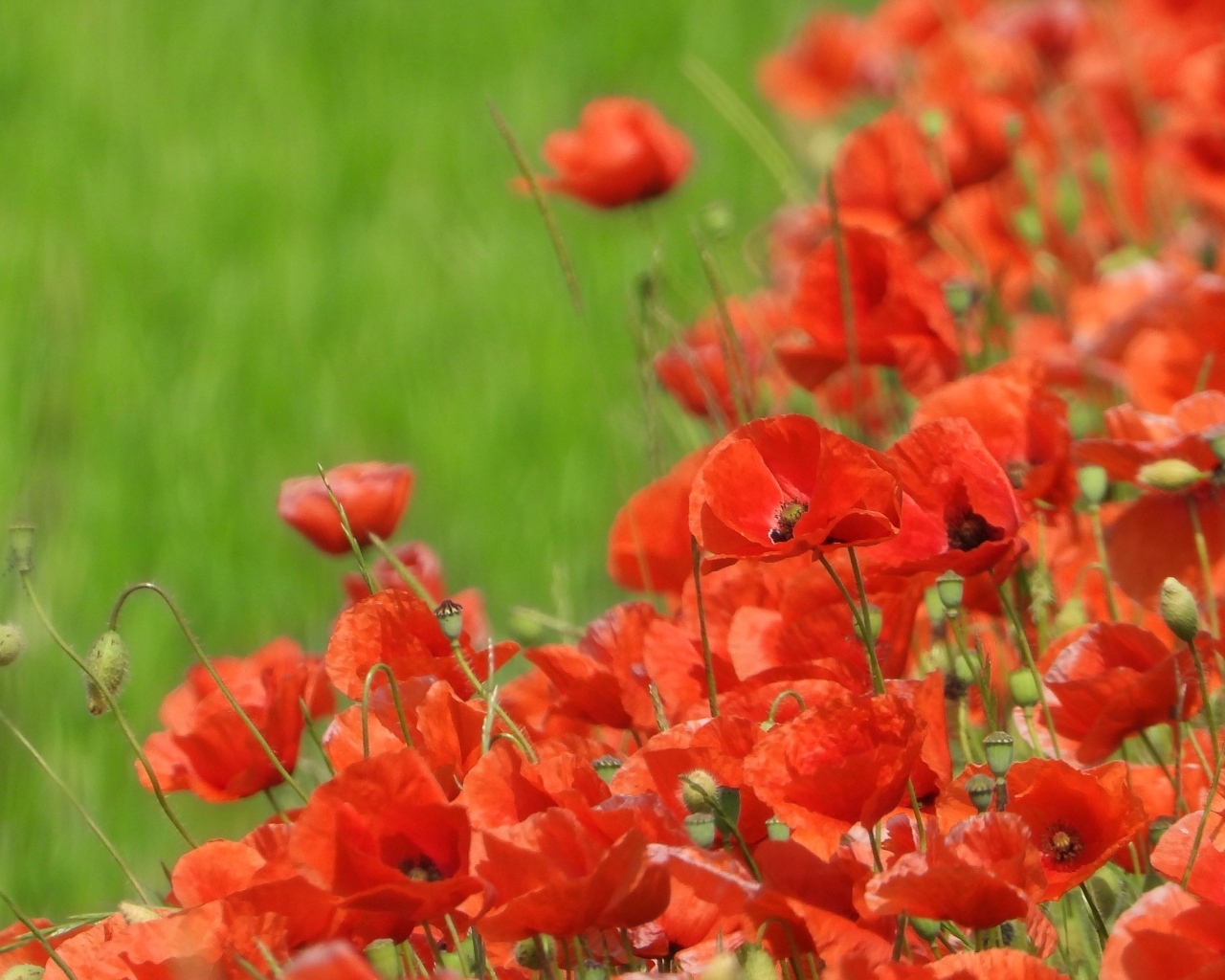 Красные маки на поле в зеленой траве летом