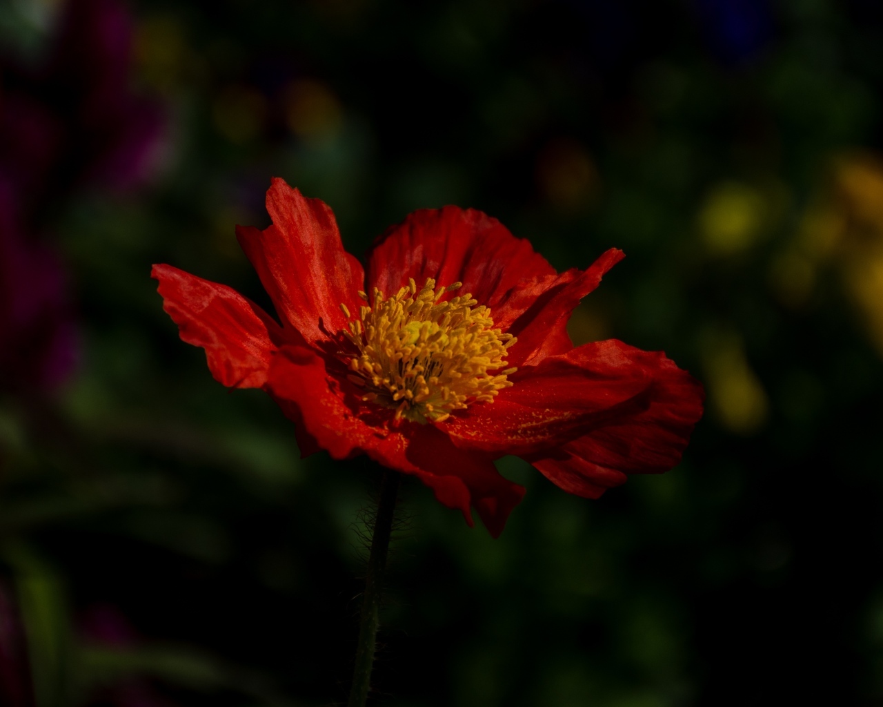 Красный цветок мака в лучах света