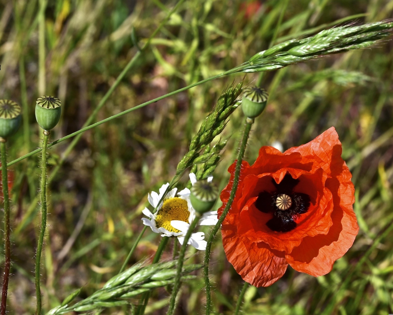 Цветок красного мака в траве