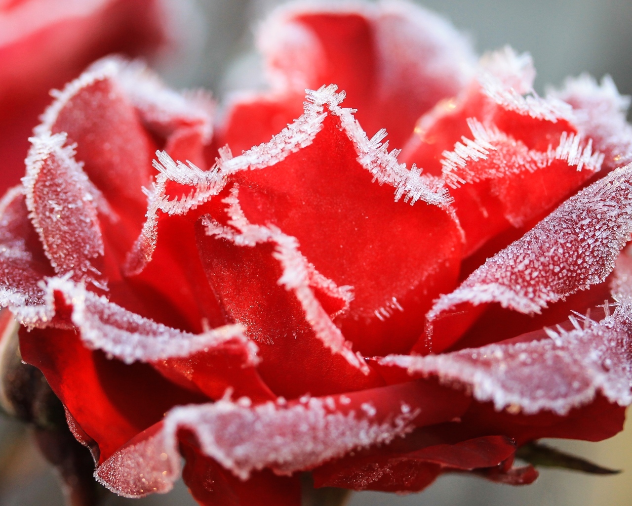 Красная роза покрыта инеем крупным планом