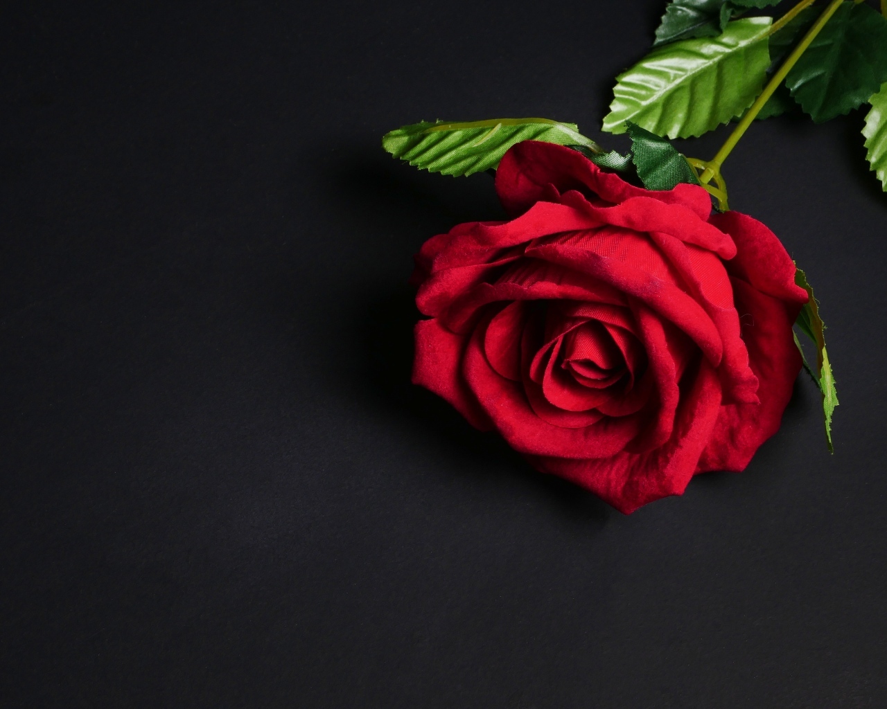 Красный цветок розы на черном фоне