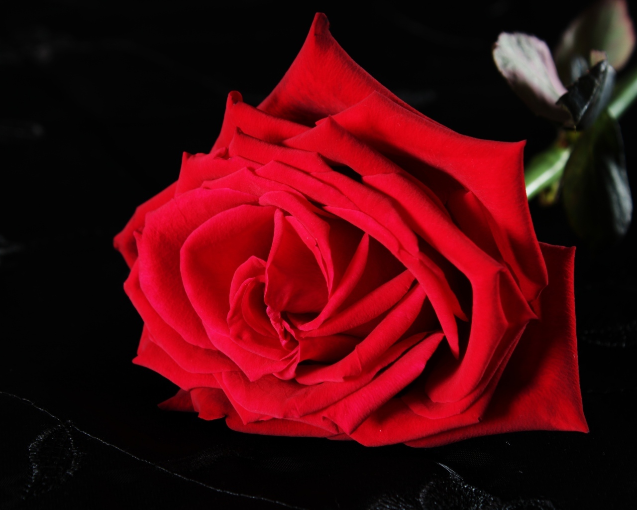 Красная роза на черном фоне