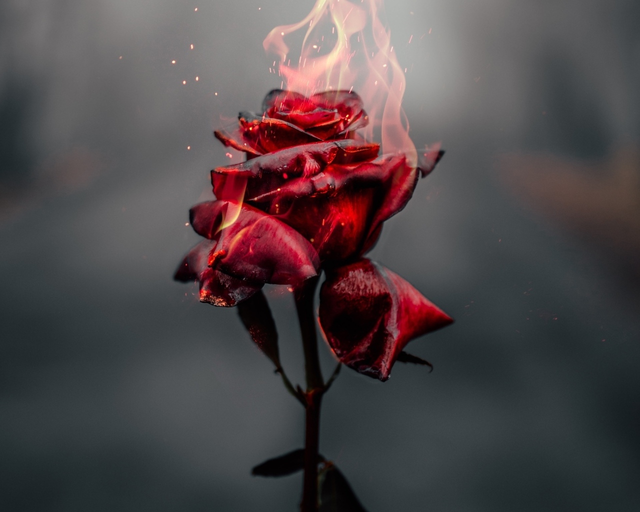 Красная роза в огне