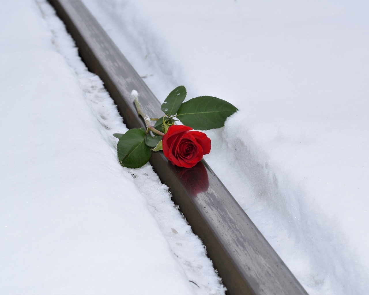 Красная роза на рельсах зимой