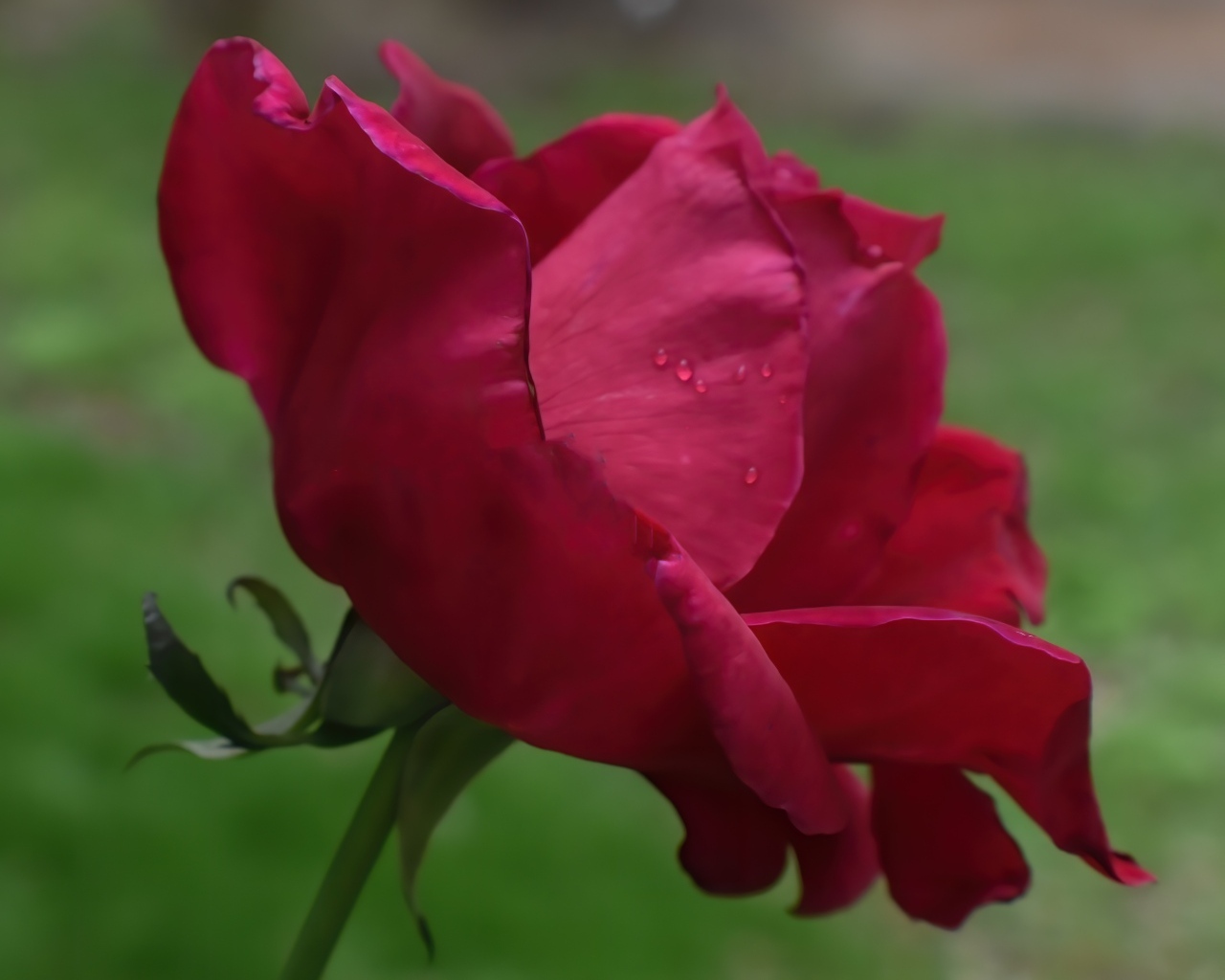 Красная роза с нежными лепестками 