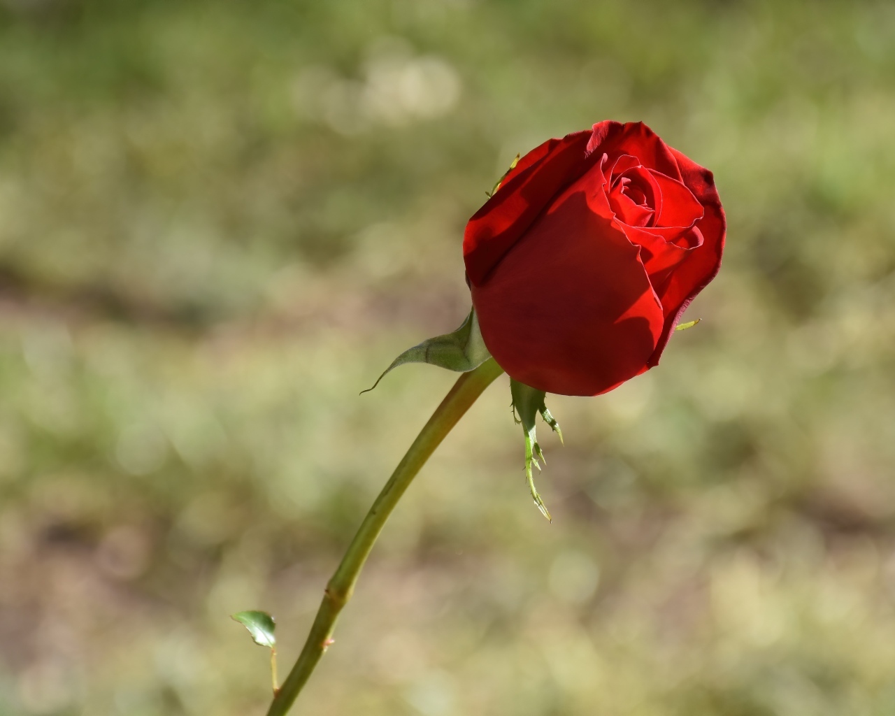 Красная роза с ароматными лепестками