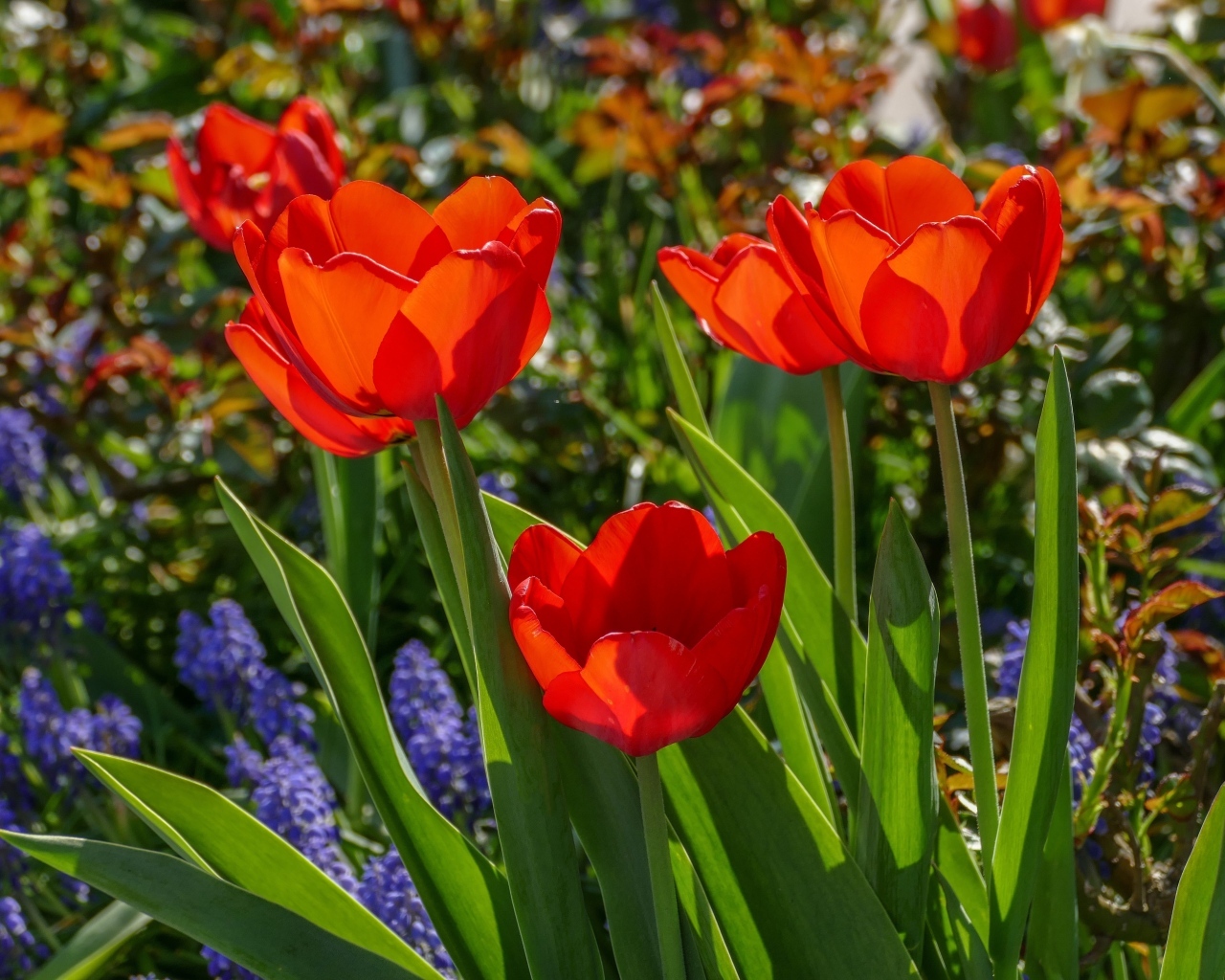 Красные весенние тюльпаны на клумбе