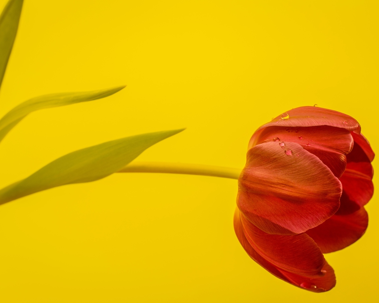 Красный тюльпан на желтом фоне