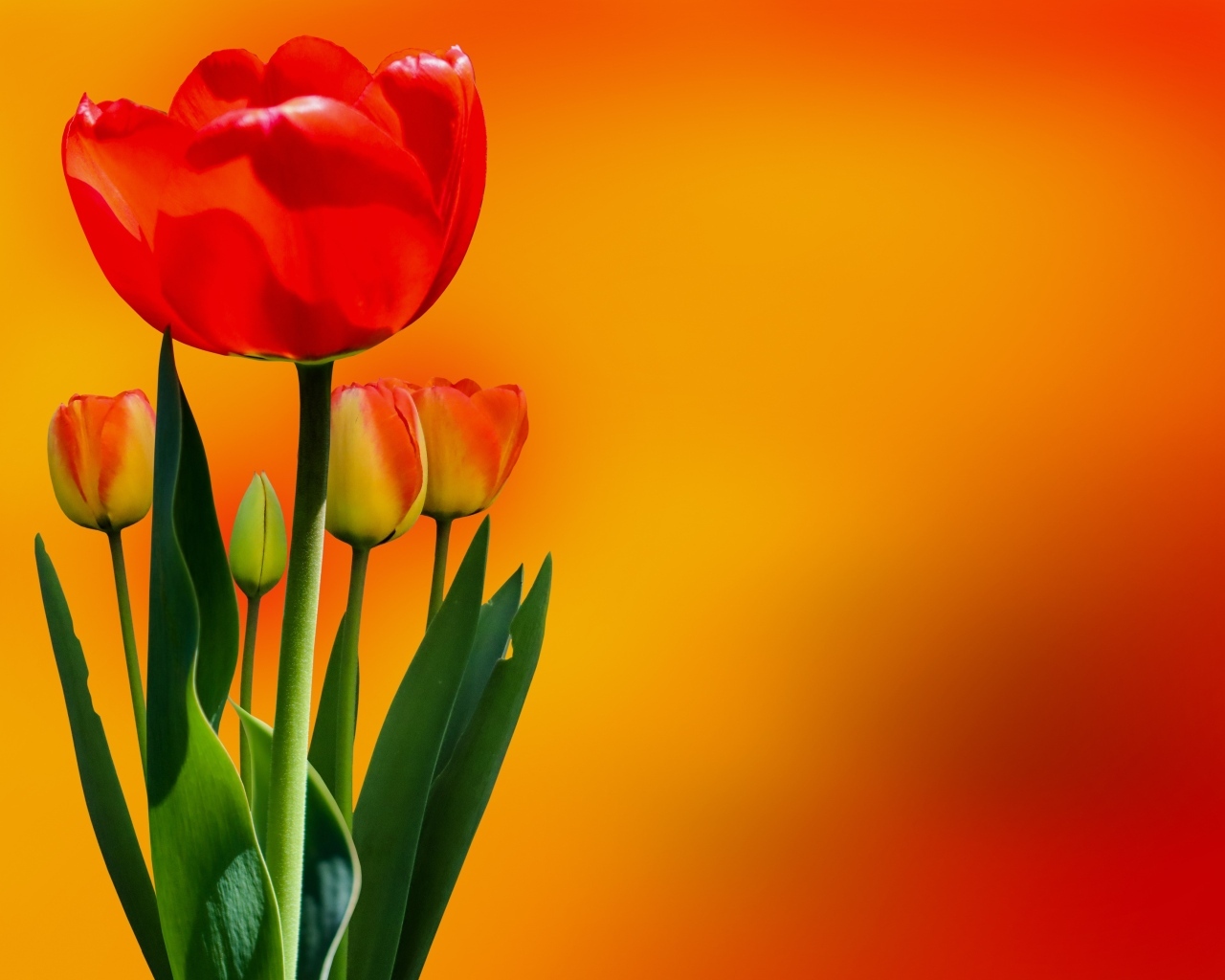 Красный тюльпан с бутонами на оранжевом фоне
