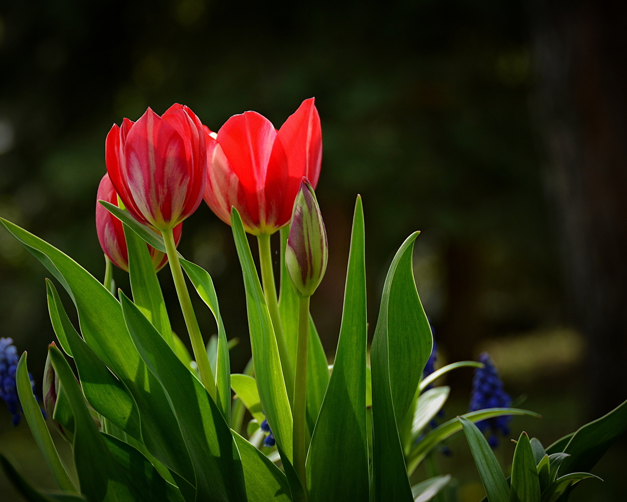 Красные тюльпаны и синие мускари на клумбе