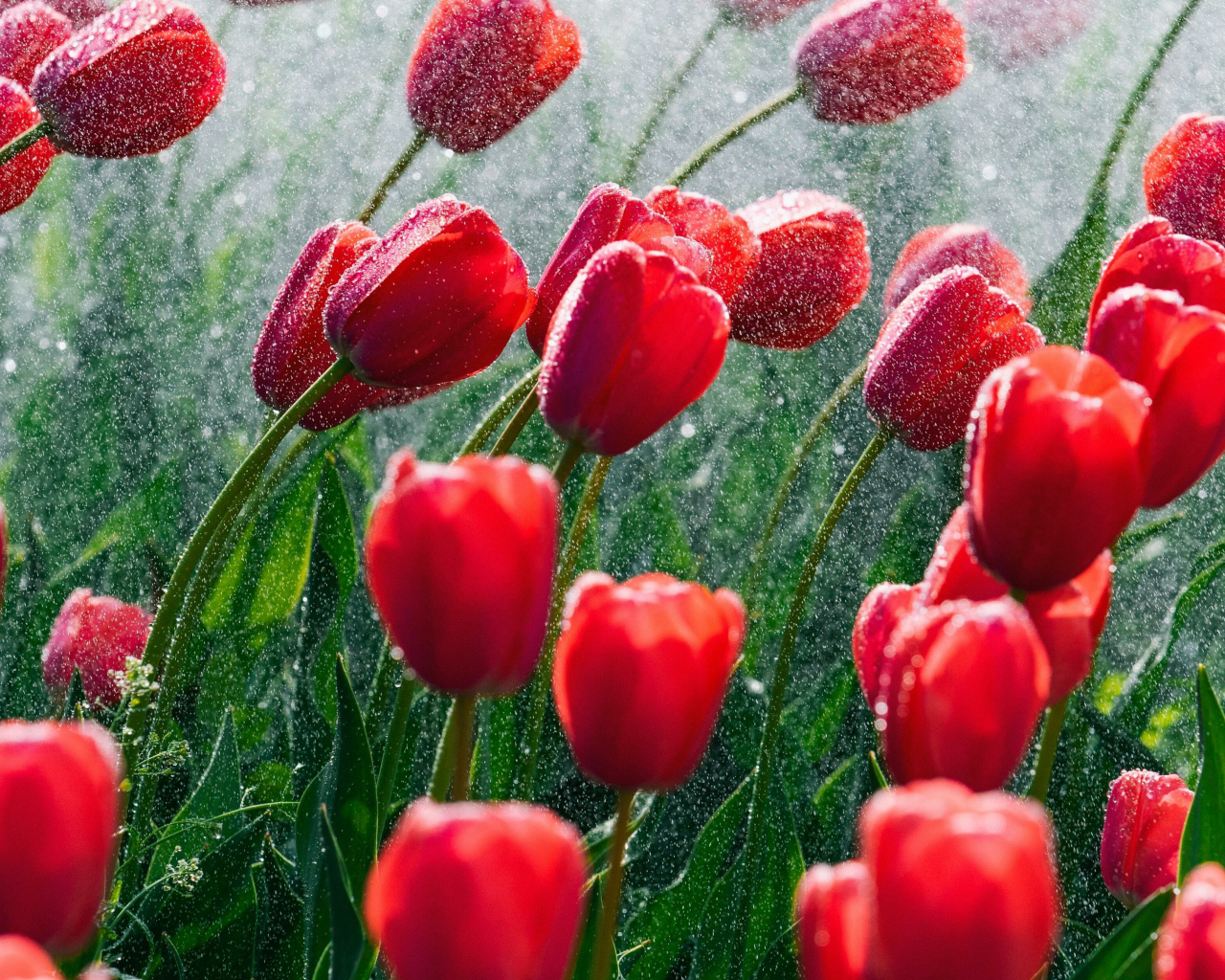 Красные тюльпаны на клумбе под дождем