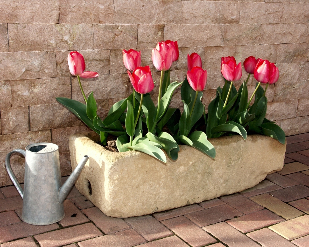 Красные тюльпаны в горшке у стены