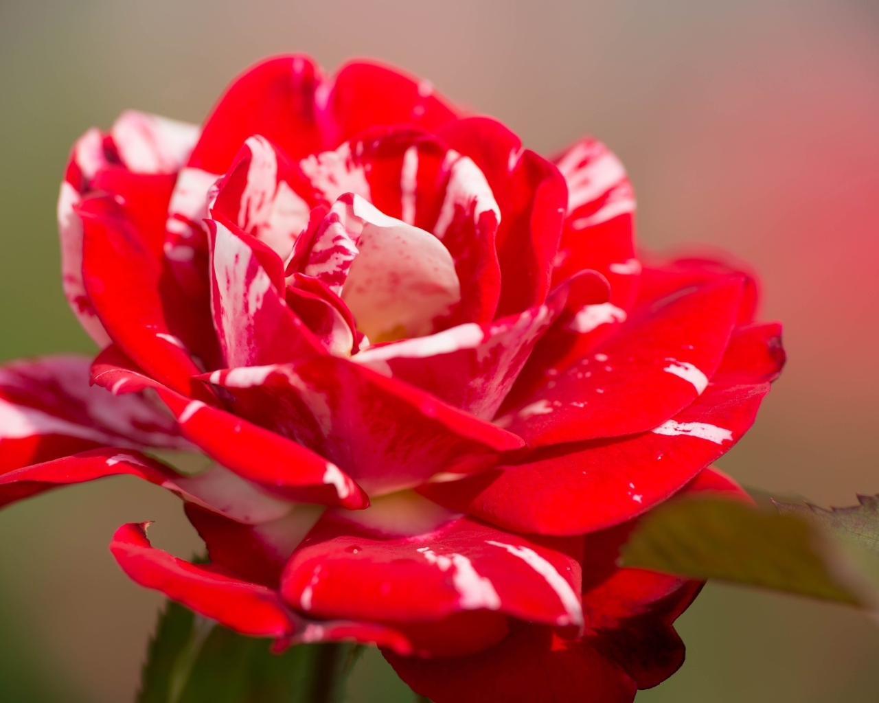 Красный с белым цветок розы крупным планом