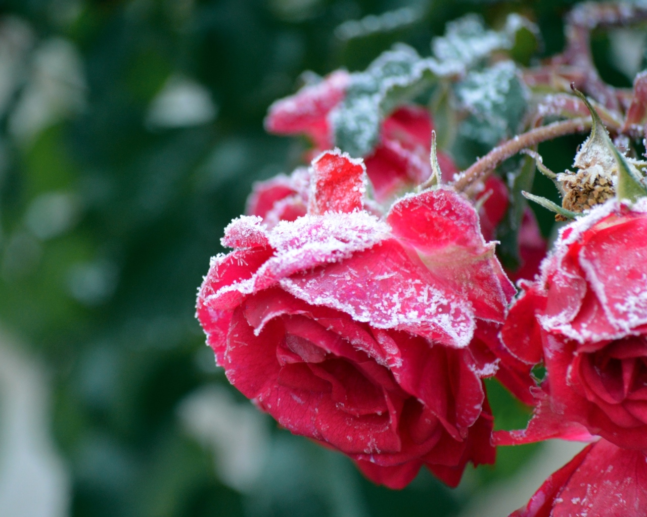 Красные увядшие розы в холодном инее 