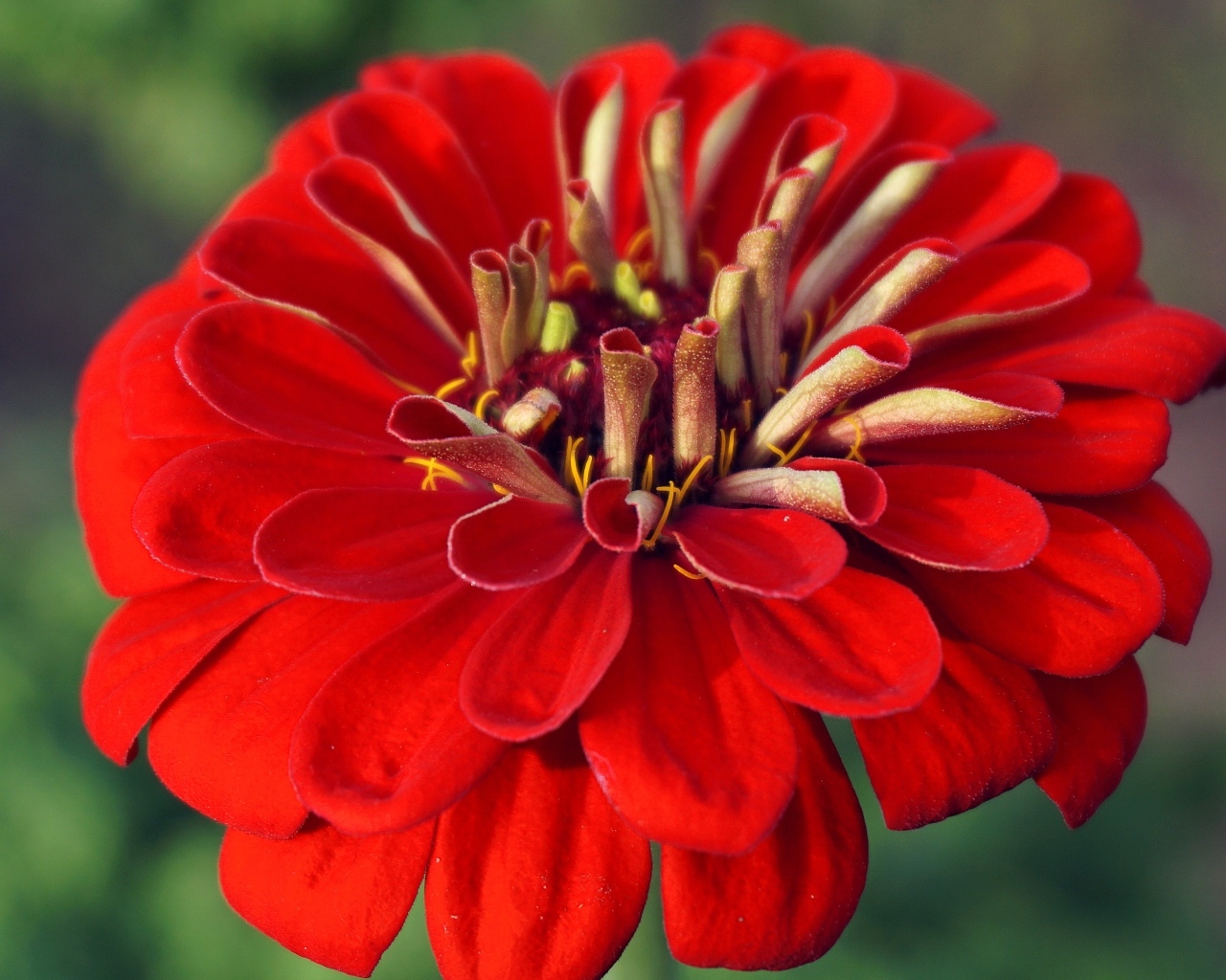 Красный цветок цинния крупным планом