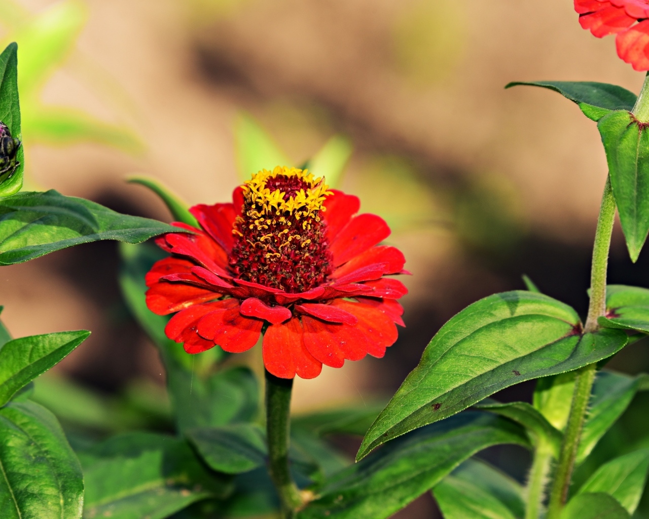 Красные цветы цинния на клумбе