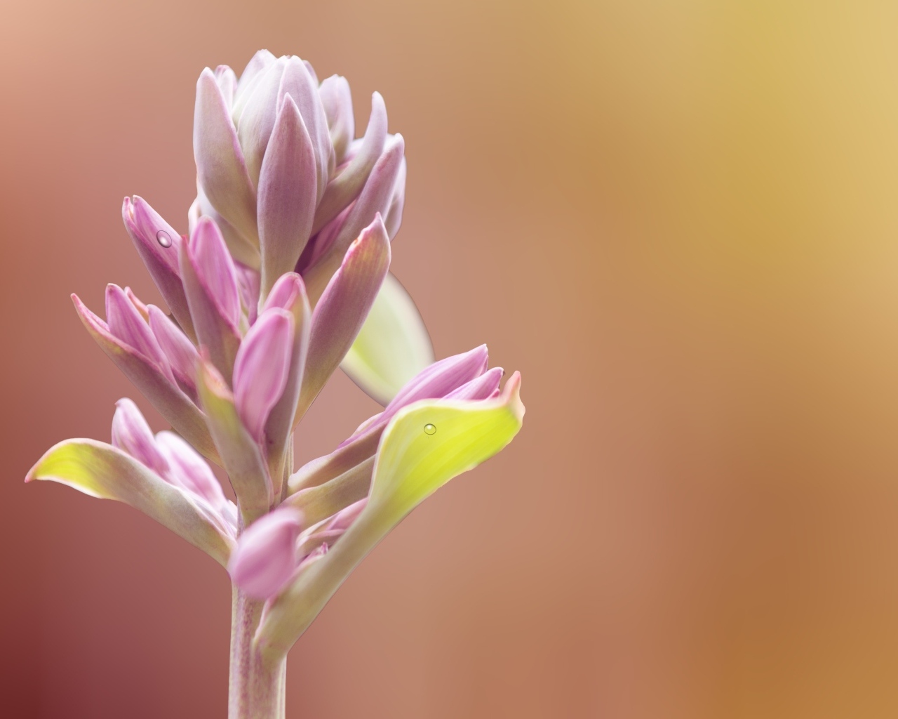 Бутон розового цветка крупным планом