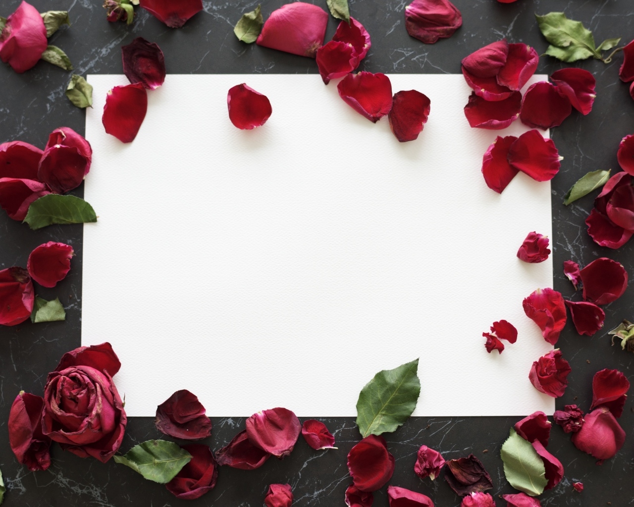 Лепестки розы с белым листом на столе