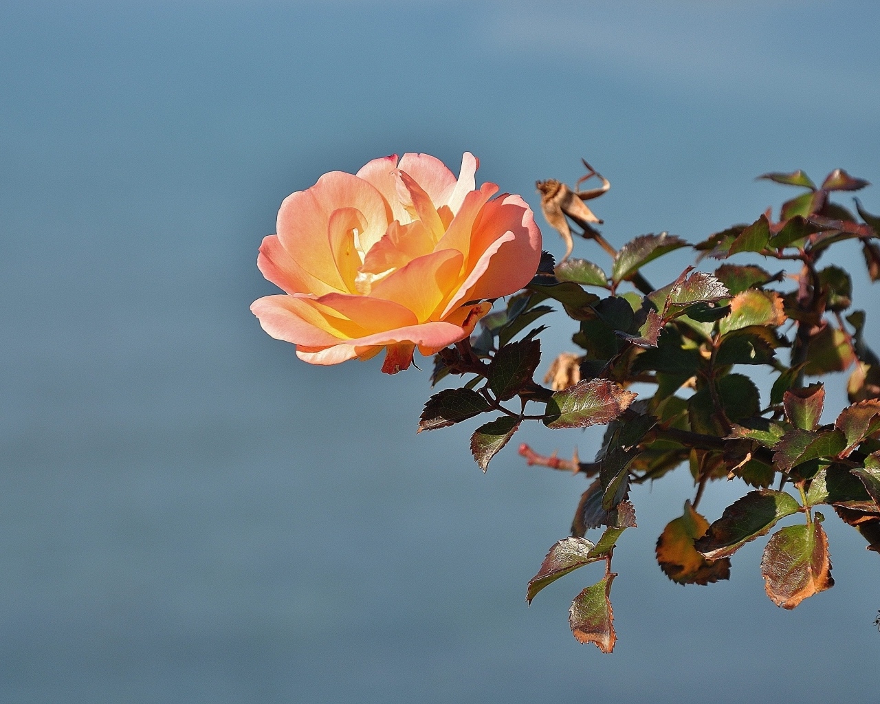 Роза с зелеными листьями на фоне неба